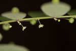 Muscarene Island leaf-flower